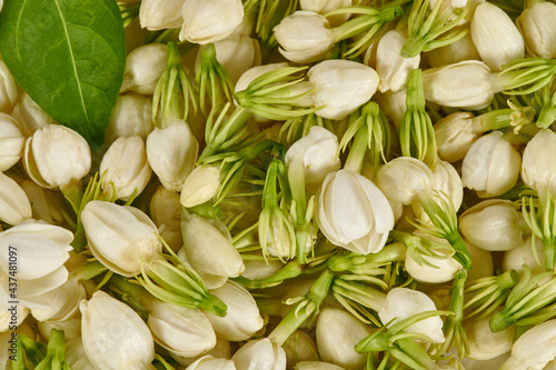 Fresh Indian Jasmine flower buds (Jasminum sambac) background