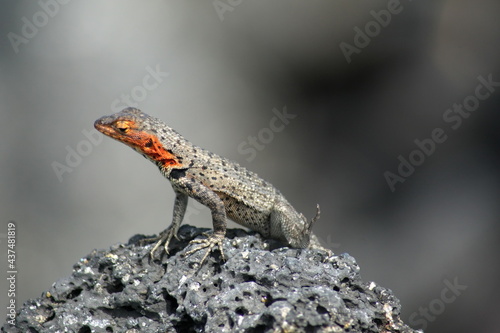 Lava lizard on lava rock at Urbina Bay, Isabela Island, Galapagos, Ecuador photo