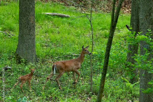 The white-tailed deer, hind with fawn in forest