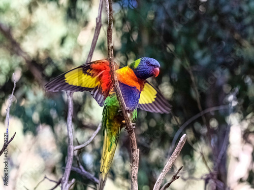 Lorikeet Wings Spread Head Forward