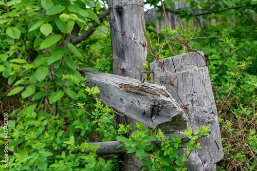Old destroyed wooden fence. Barbed wire, rusty nails. Green branches and leaves of vegetation in summer season. Concept of an ancient wooden structure.