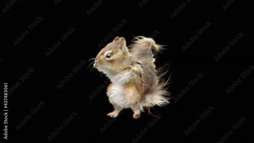 Chipmunk Dance CG fur. 3d rendering, animal realistic CGI VFX ...