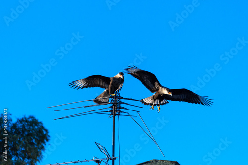 Pair of harriers in an urban setting, perched on an antenna photo