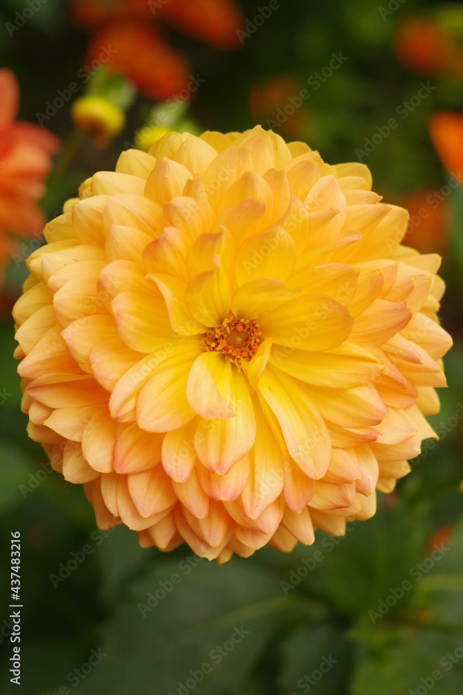 オレンジの花 オレンジの花
