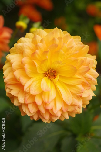 オレンジの花
