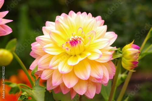 黄色とピンクの花