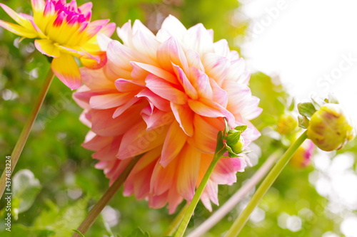 ピンクの花