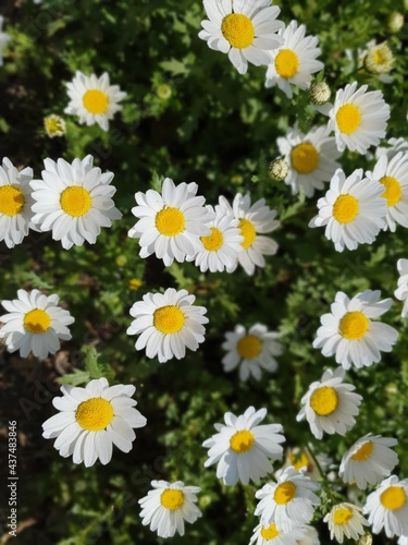 daisies in a field