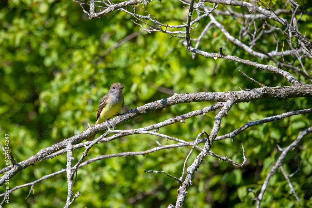 Great Crested Flycatcher in the woodland of Wisconsin. Great Crested Flycatcher in the woodland of Wisconsin.