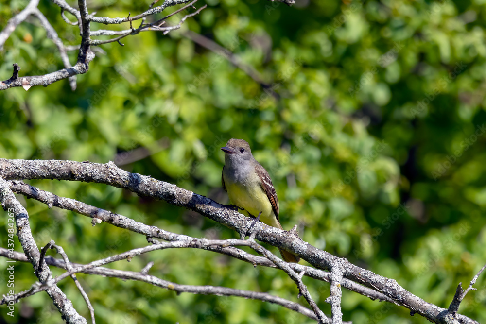 Great Crested Flycatcher in the woodland of Wisconsin. Great Crested Flycatcher in the woodland of Wisconsin.