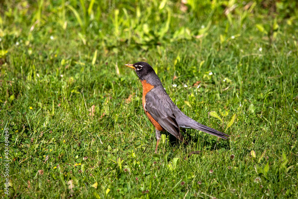 Fototapeta premium The American robin in search of food for young