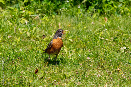 The American robin  in search of food for young © karel
