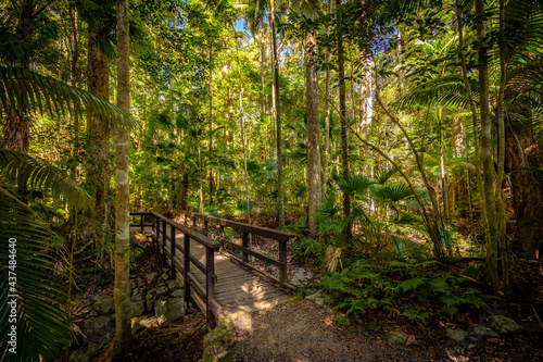 Walking footpath through the rainforest in Eungella National Park, Queensland, Australia photo