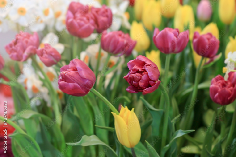 Purple tulip blooming in colorful flower field, beauliful spring garden flower, soft selective focus
