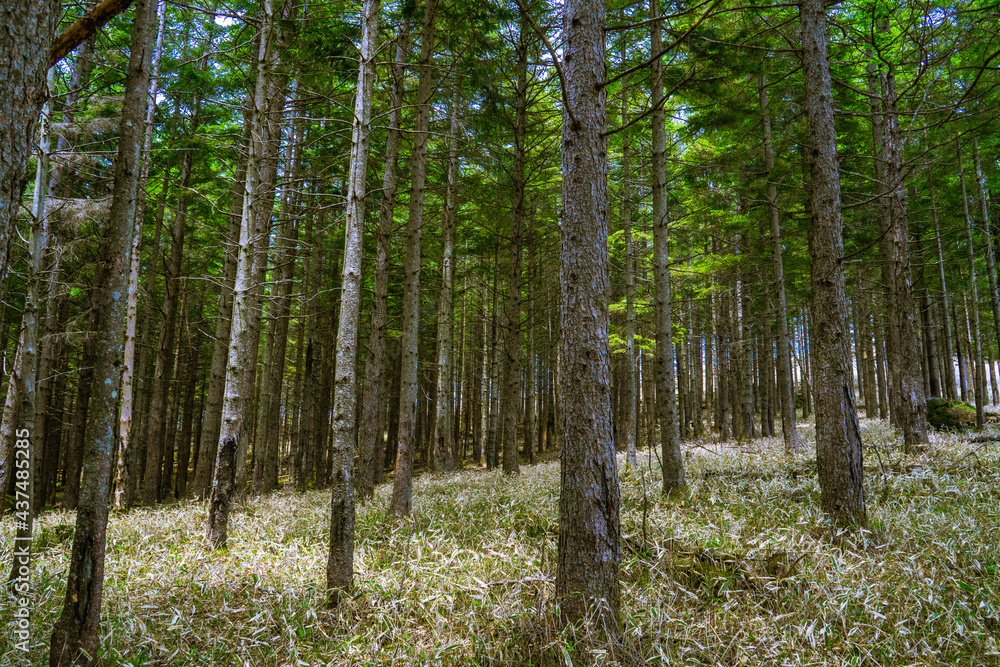 Obraz premium カラマツの森 霧ヶ峰