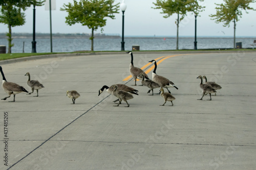 Canada geese with goslings walking across the road photo