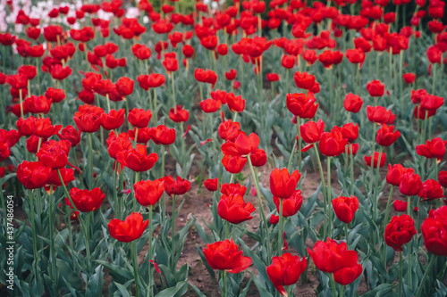Field of red tulips in Holland.