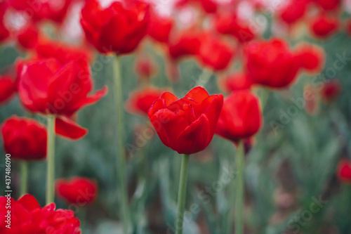 Field of red tulips in Holland.