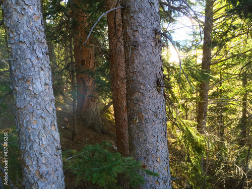 trees in the forest