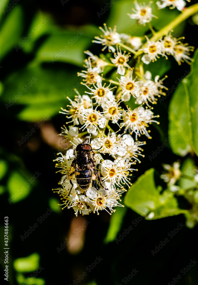 Fototapeta premium Close up image of a yellow jacket insect pollenating a chokecherry bloom.