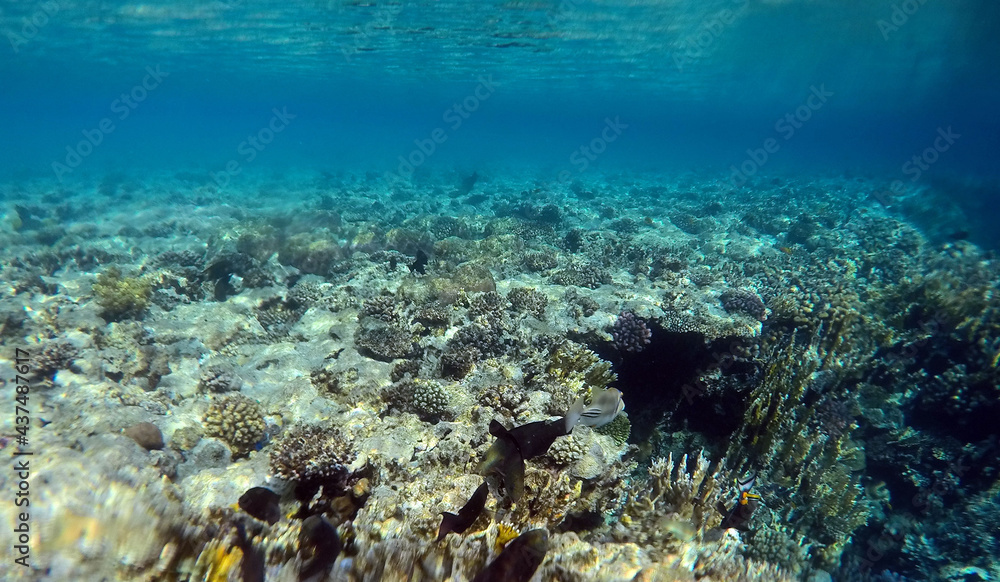 Stunning undersea coral reef view, Red Sea, Egypt, Sharm El Sheikh