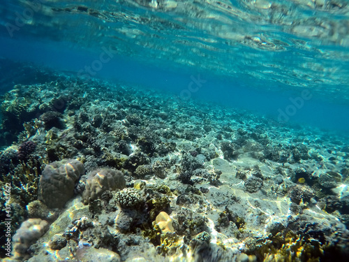 Stunning undersea coral reef view  Red Sea  Egypt  Sharm El Sheikh