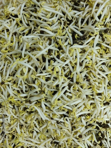 Bean Sprouts top view.