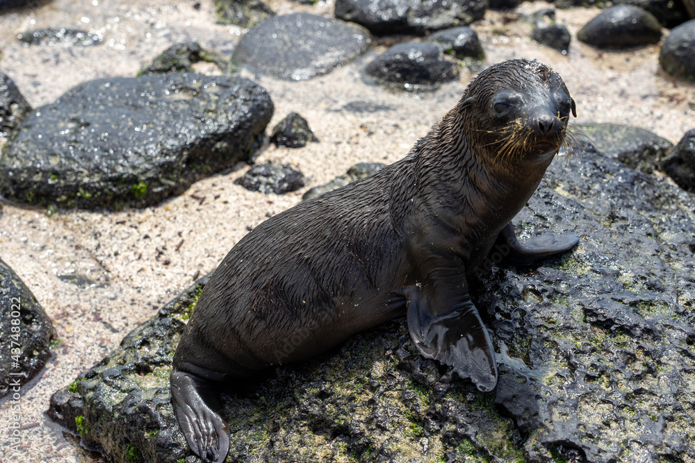 Fototapeta premium カメラ目線の赤ちゃんアシカ