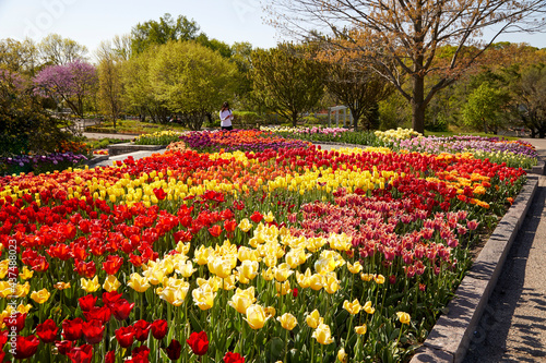 Beautiful tulip garden with many varieties and a rainbow of colored tulip flowers