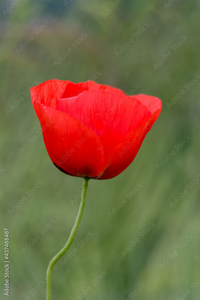 Obraz premium Coquelicot