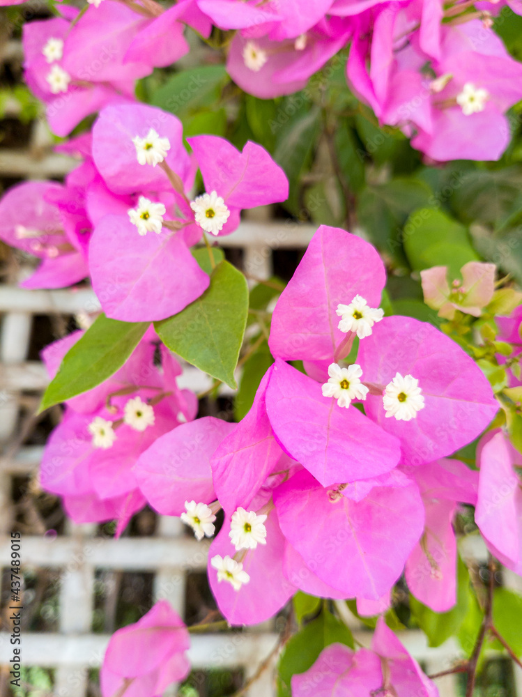 Fototapeta premium Blooming flower near to the Nilometer, Cairo