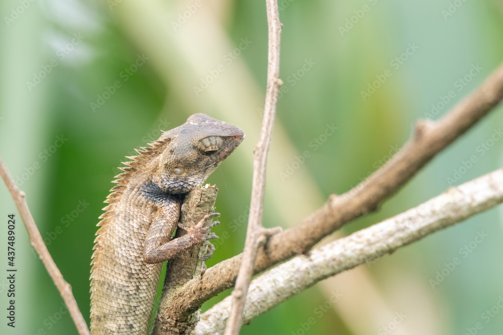 a oriental garden lizard in nature a oriental garden lizard in nature