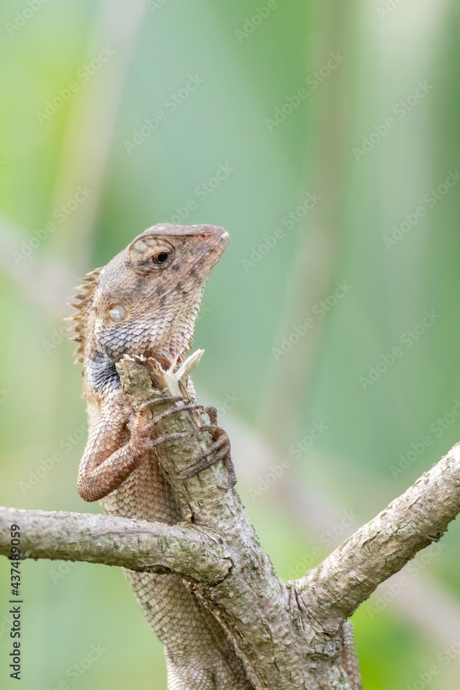 a oriental garden lizard in nature a oriental garden lizard in nature