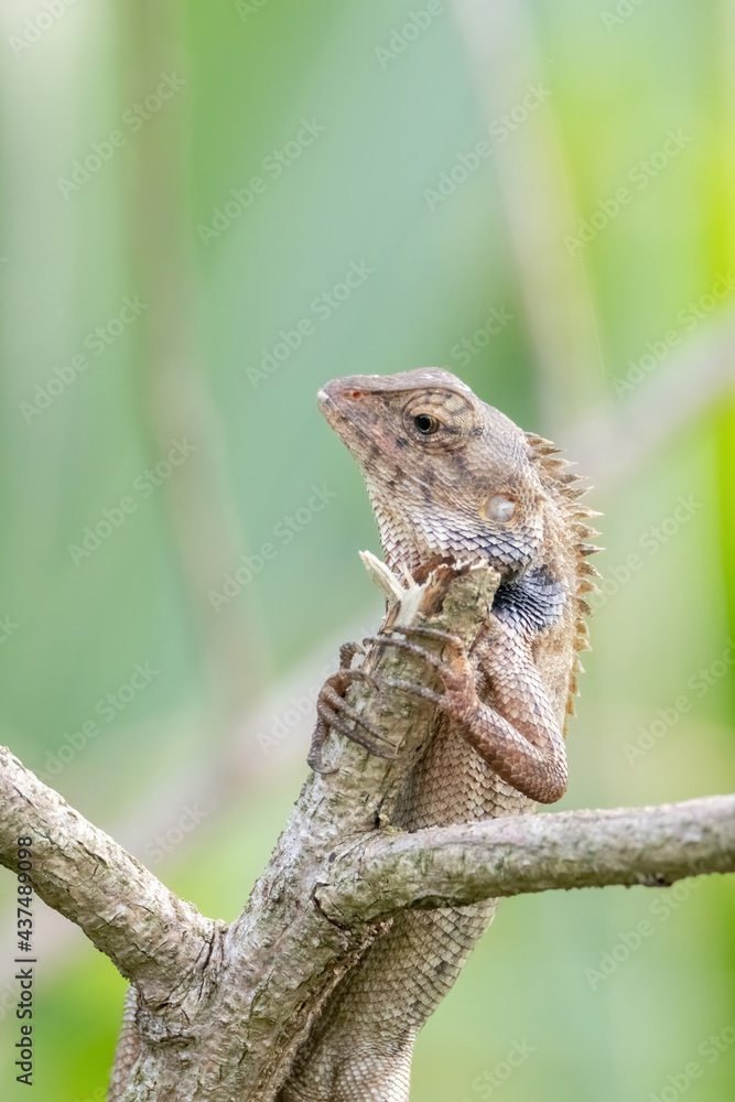 a oriental garden lizard in nature a oriental garden lizard in nature
