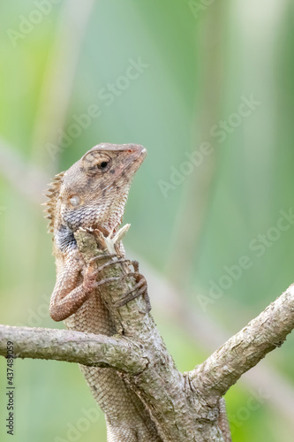 a oriental garden lizard in nature © ZAIRIAZMAL