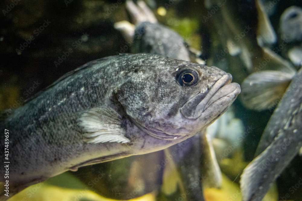 カメラ目線の魚 カメラ目線の魚
