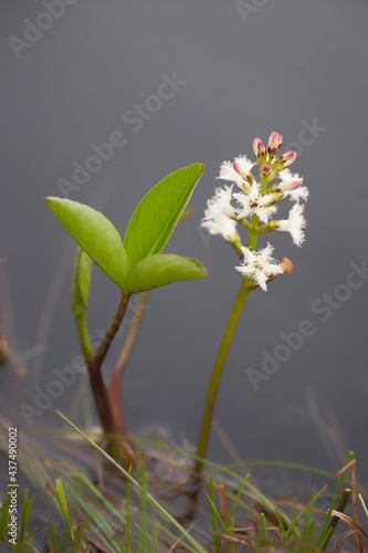 Menyanthes trifoliata - Bogbean - Buckbean - Medicinal Plants