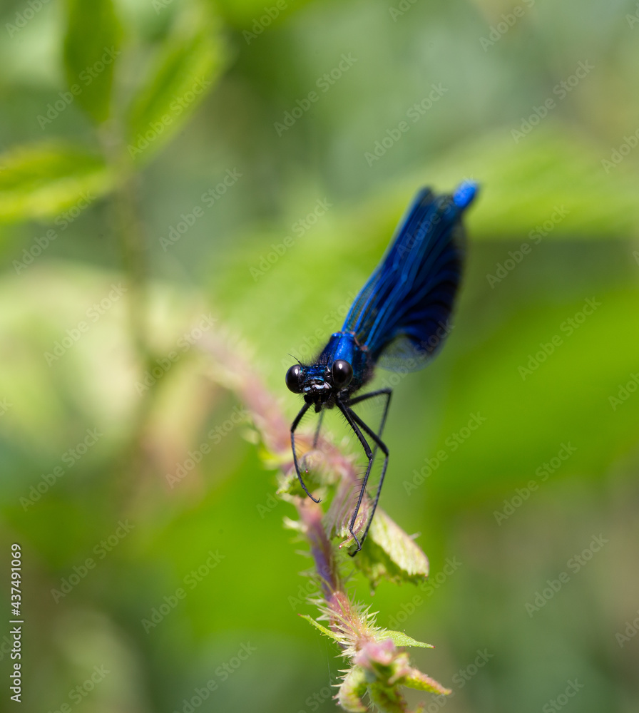 Libelle Libelle
