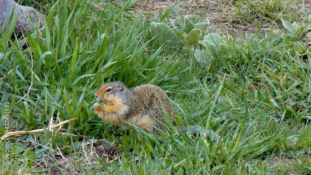 Squirrel Holding Grass Blade Squirrel Holding Grass Blade