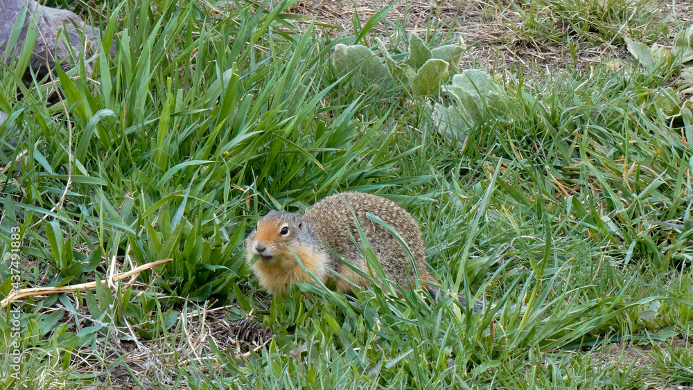 Columbian Ground Squirrel Laying in Lush Spring Greens Columbian Ground Squirrel Laying in Lush Spring Greens