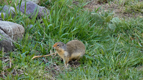 Wallpaper Mural Ground Squirrel in Nature  Torontodigital.ca
