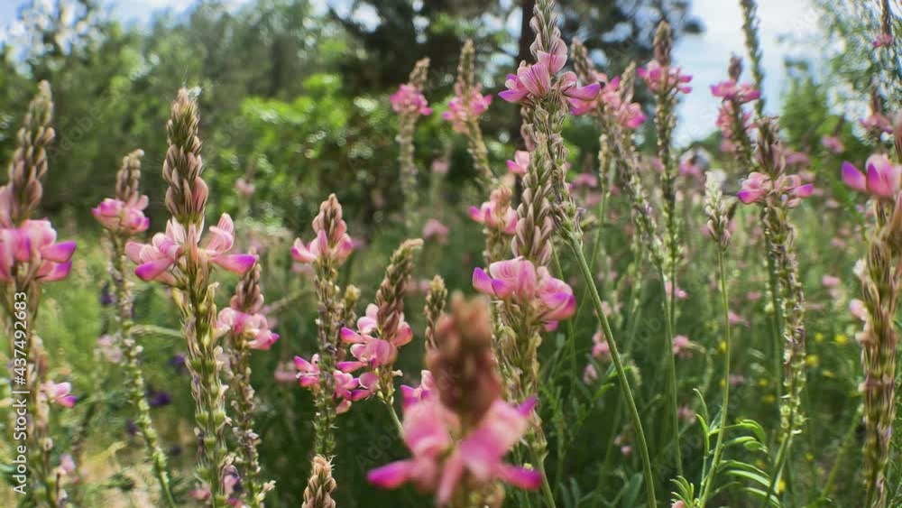 Wildflowers sway in the wind. High quality 4k footage Wildflowers sway in the wind. High quality 4k footage