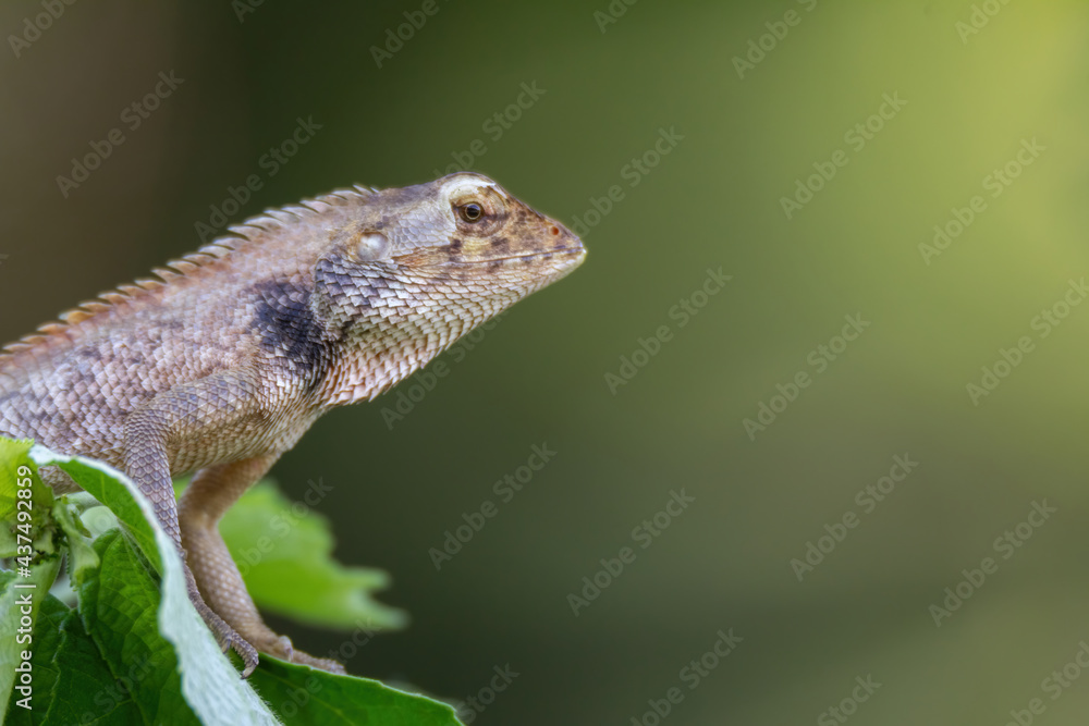 Fototapeta premium a oriental garden lizard in nature