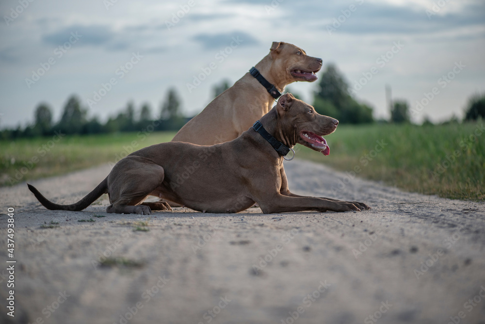 Two young beautiful female American Pit Bull Terrier outdoors. Two young beautiful female American Pit Bull Terrier outdoors.