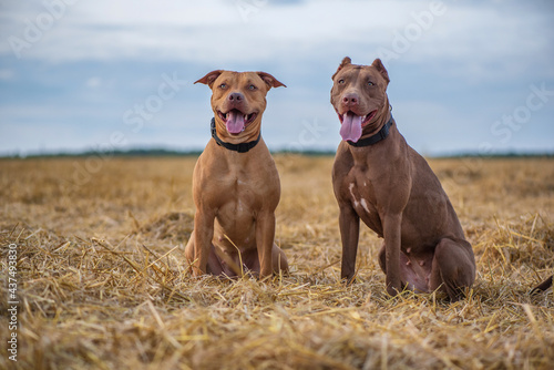 Two young beautiful female American Pit Bull Terrier outdoors.