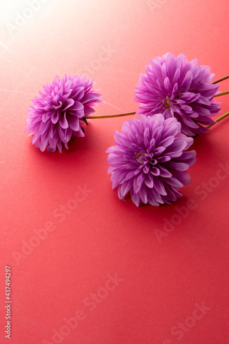 紫色のダリアと赤い和紙 © kurousagi