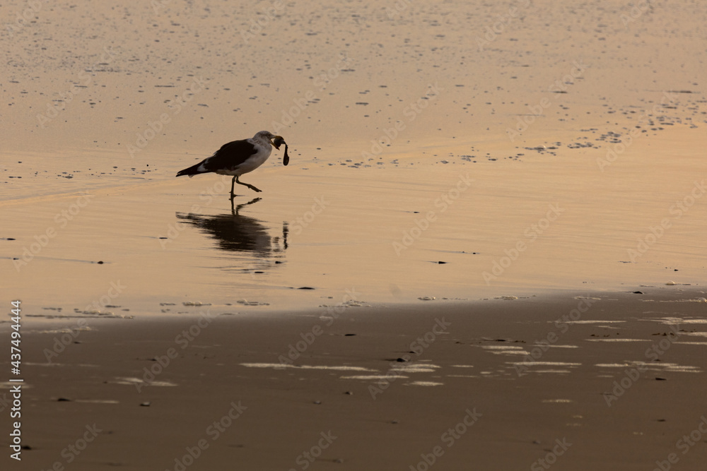 seagull and mussel