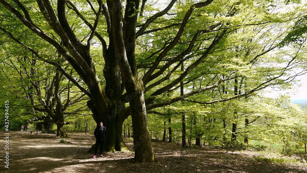Fototapeta premium forêt verdoyante dans le Limousin (France)