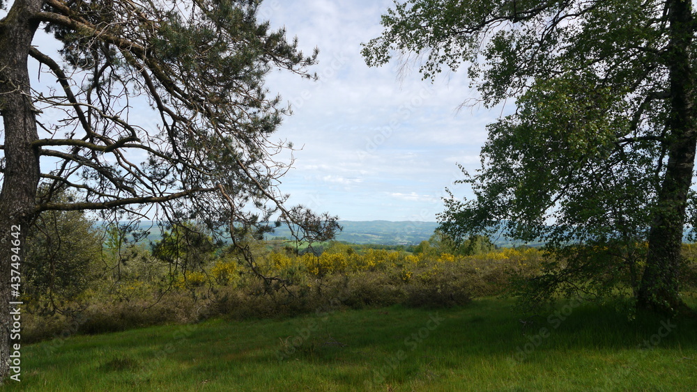 forêt verdoyante dans le Limousin (France) forêt verdoyante dans le Limousin (France)