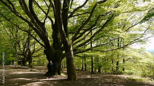 forêt verdoyante dans le Limousin (France)